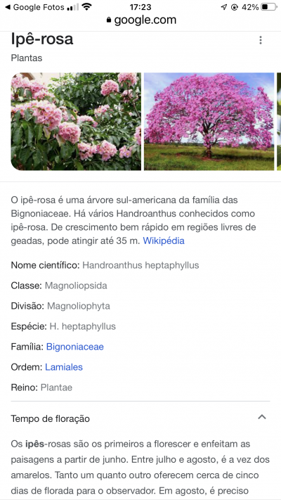 texto do Google sobre o verbete ipê-rosa